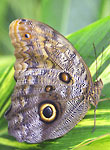 Butterflies Gallery