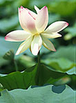 Flowers Gallery