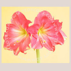 Amaryllis