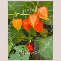 Chinese Lanterns