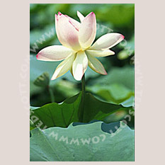 Lotus