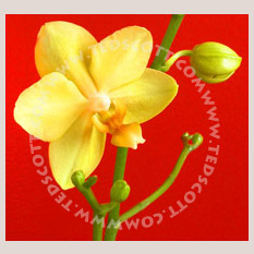 Orchid