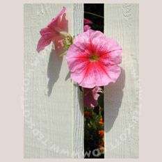 Petunia