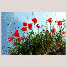 Poppies