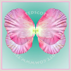 Rose Petals