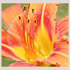 Tiger Lily